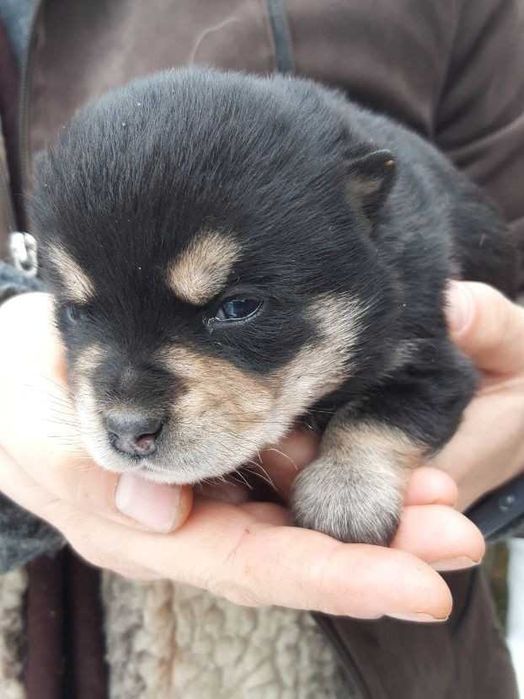 Собаченя в добрі руки