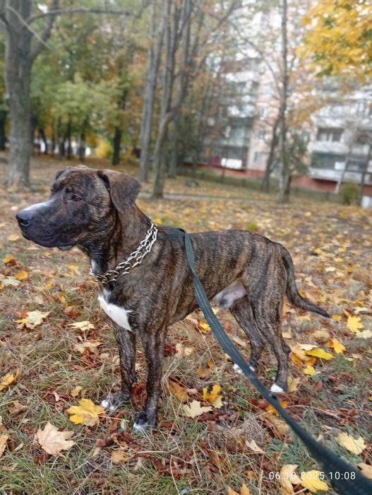 Шукаємо дівчинку