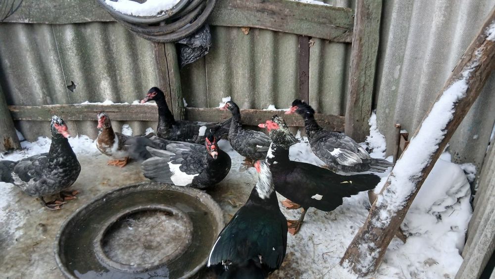 Продам мускусних качок