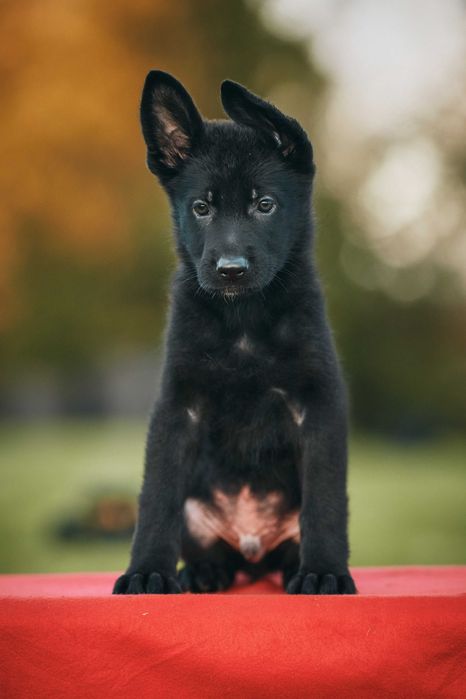 Owczarek niemiecki krótkowłosy Owczarki niemieckie krótkowłose