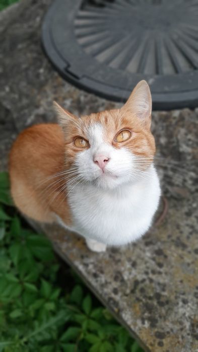 Кастрований молоденький котик в добрі ручки