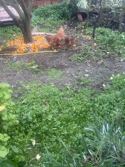 Frangos vermelhos novos