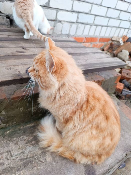 Котики Козача Лопань снежок, беляшик, снежинка, рижик, снайпер, комуфл