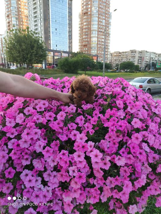 Микро Тикап пудель Китай Вязкв .ТойПудель Той Пудель вязка