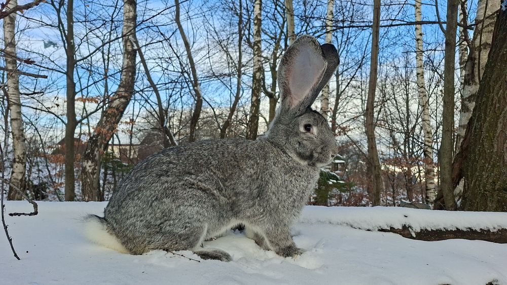 Кролики Бельгійський велетень