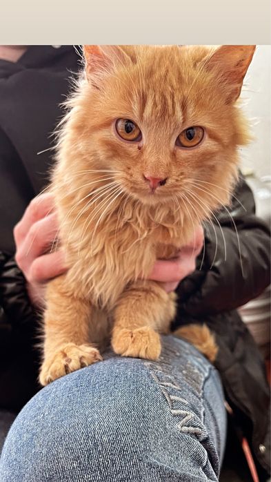 Котенята шукають дім !