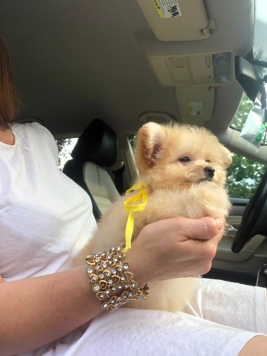 Помапу — 4 пухнасті принцеси шукають новий дім