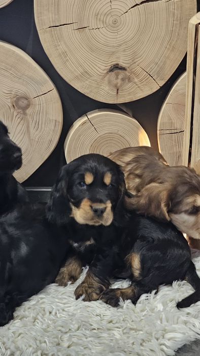 Cocker spaniel angielski