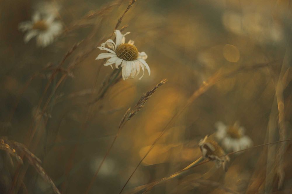 Obiektyw MC Helios 44M-4 58 mm f 2 M42