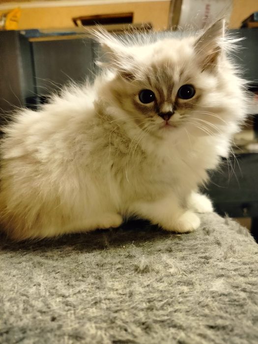 Ragdoll kocurek z rodowodem FPL