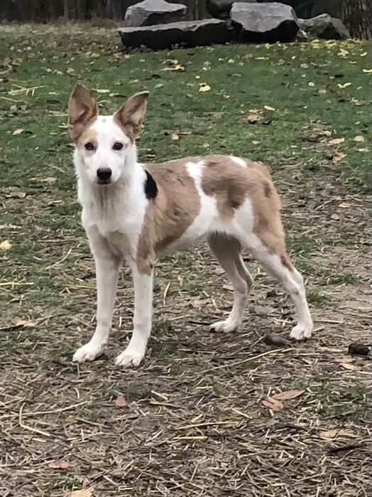 Девочка бордер колли для работы