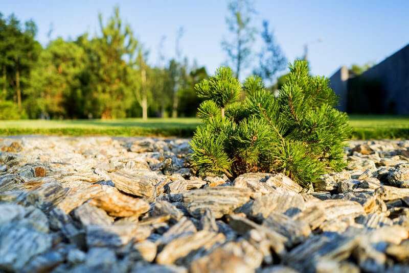 Kora Kamienna Gnejs Kruszywo Ogród Kamień