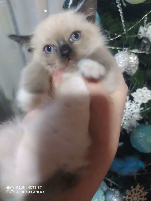 Продаються гарні кицьки. Балінез(мама), британець(тато).