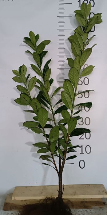 Laurowiśnia novita , caucasica , rotundifolia 40-120cm
