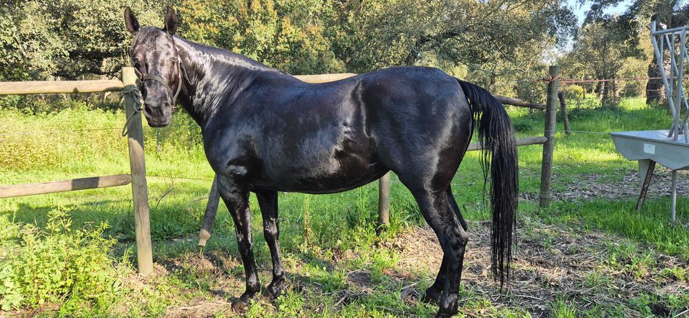 Égua Lusitana (PSL) preta - doce e excelente mãe