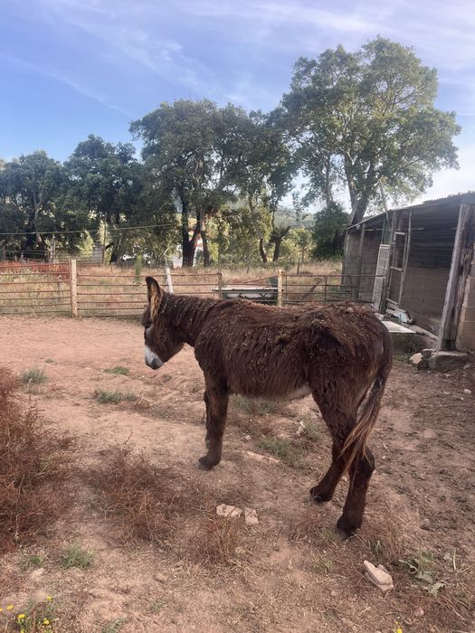 Burro mirandes 5 anos
