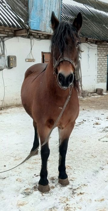 Продам кобилу 9років