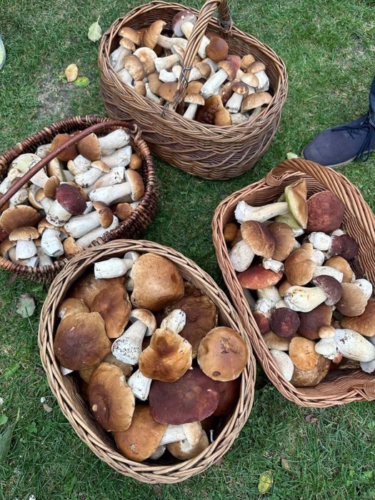 Sprzedam grzyby prawdziwki 35 zł/ kg