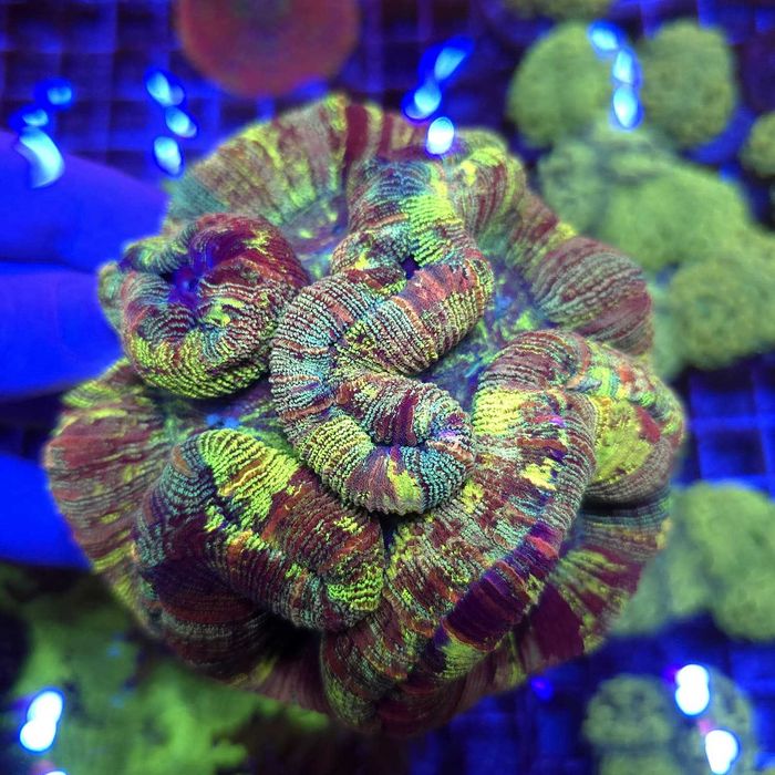Trachyphyllia Master Grade Rainbow WYSIWYG koralowce LPS  Kingdom of Corals