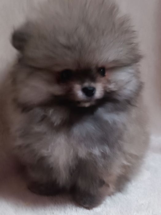 Pomeranian suczka  mini mini