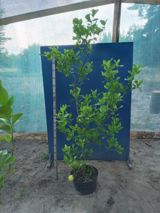 Великі Лимони Павловский