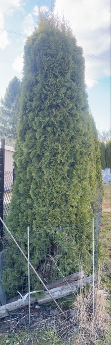 Tuje do samodzielnego wykopania