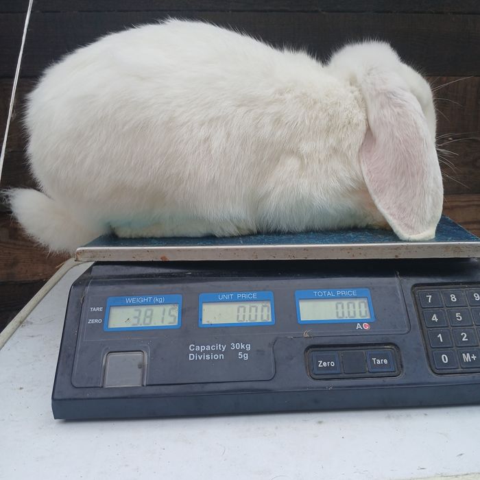 Sprzedam króliki w przedziale cenowym 70 - 150zł