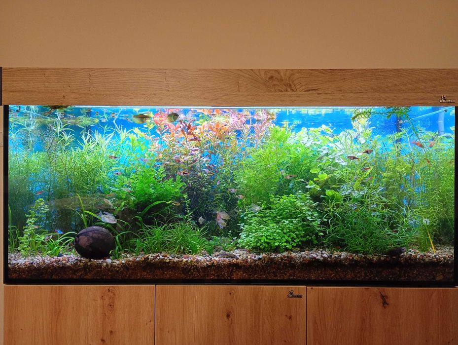 Duży zestaw roślin akwariowych! 16 gatunków_64szt. Gratisy!