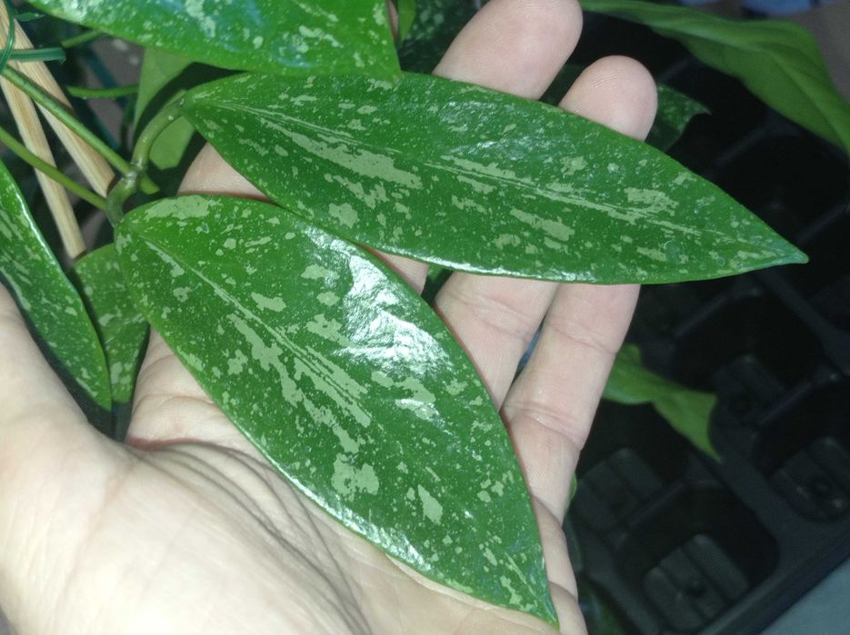 Hoya Hoja MEMORIA X ir26 cięta