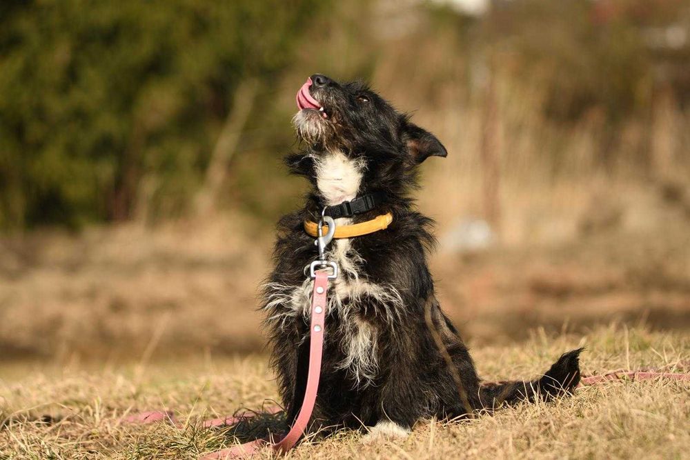 Cleo szuka domu, suczka, młoda