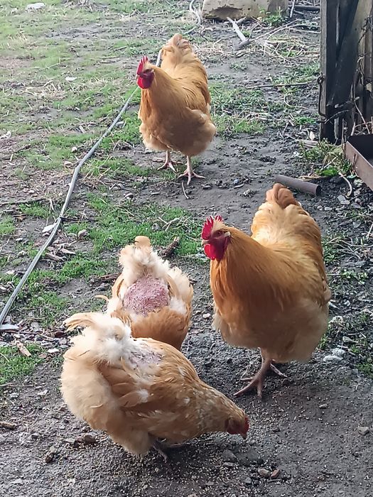 Орпингтон петушок