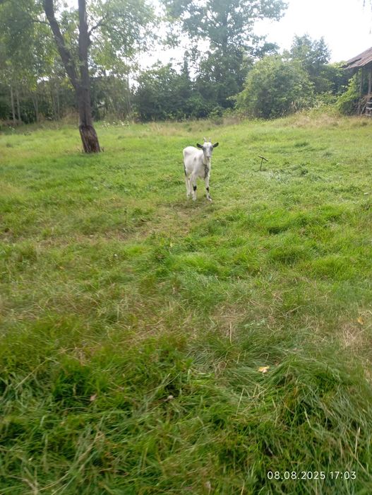 Реквинець лісове 38