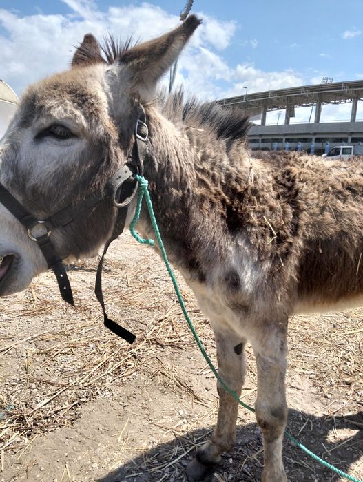 Burro para venda