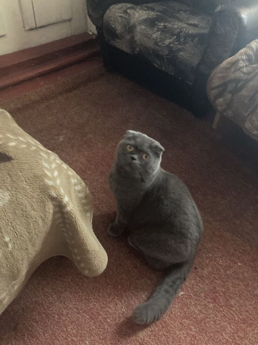 Перетримка,передержка, для котів та собак