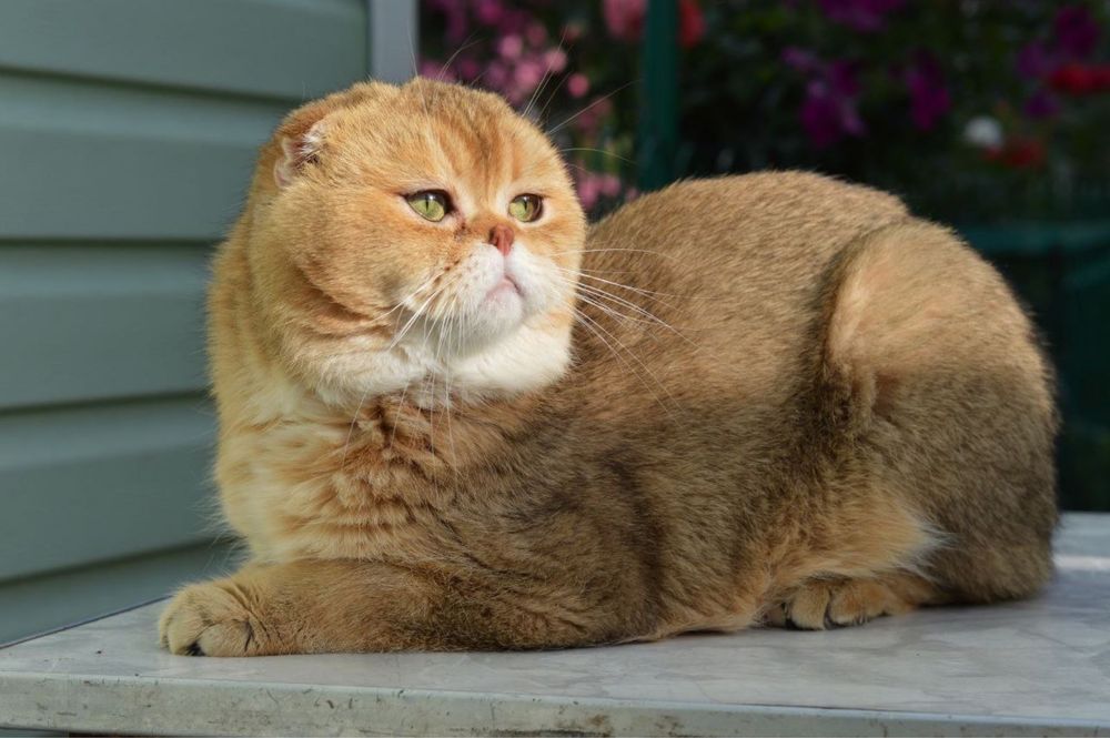 Гарнесенький хлопчик 2,5 міс. Золота шиншила