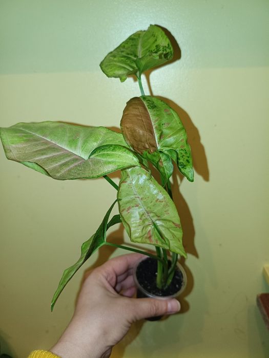 Сортові домашні Сингоніуми