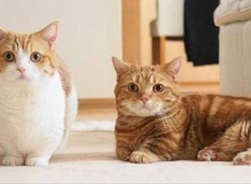 Лазерна розвага для кота