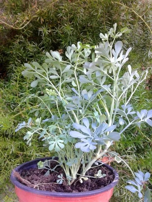 Aloé Vera e Arruda - plantas para interior/exterior