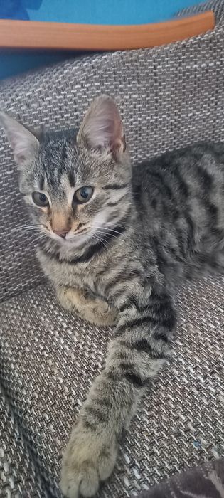 Oddam kotki w dobre ręce.