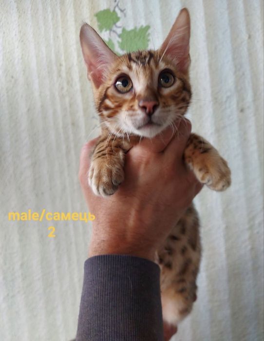 Бенгальський котик з документами клубу