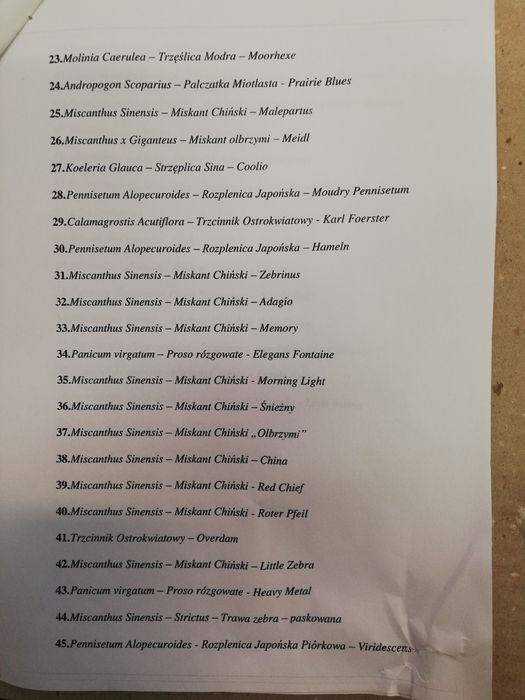 Trawa Miskant chiński Zebrinus
