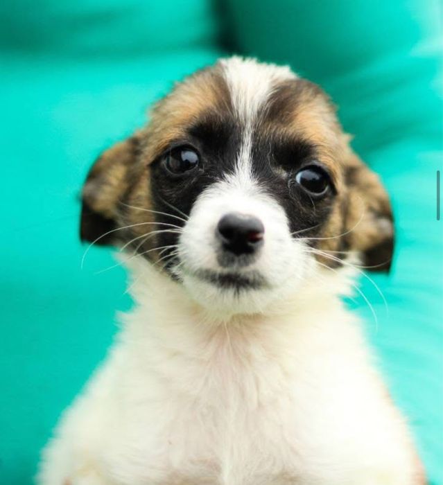 Собачки в добрі руки різного віку