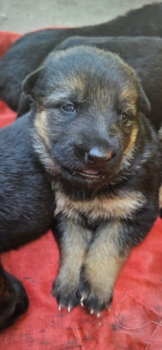 Продам цуценят Німецькой овчарки