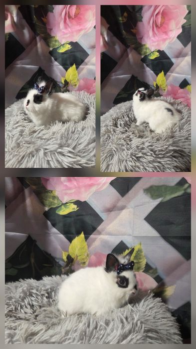 Karzełki Teddy Mini