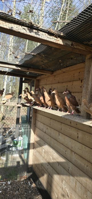 Sprzedam bródki jasne lot