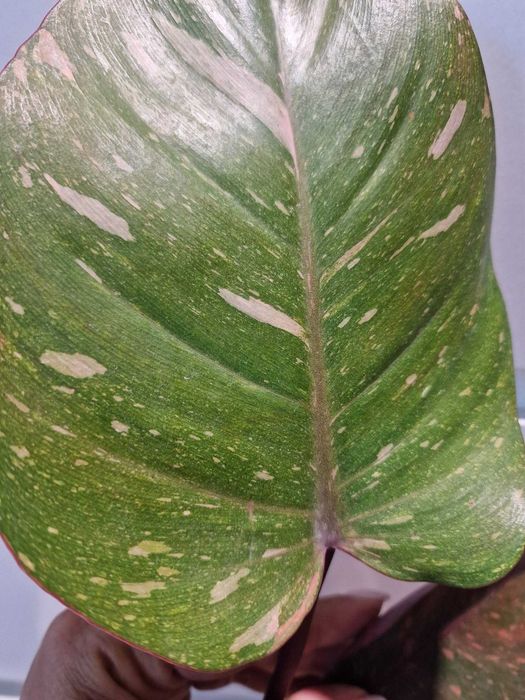Philodendron Orange Princess Filodendron