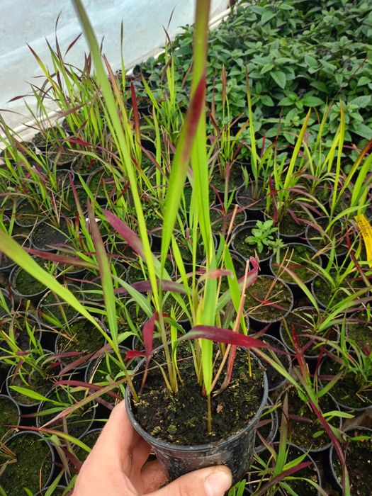 Red baron trawa czerwona imperata cylindryczna w donice sadzonki