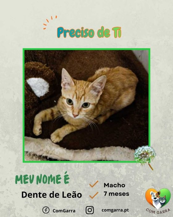 Gatinhos procuram uma família