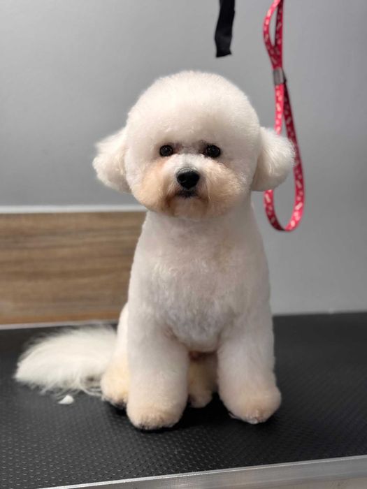 Bichon Frise - biała kuleczka