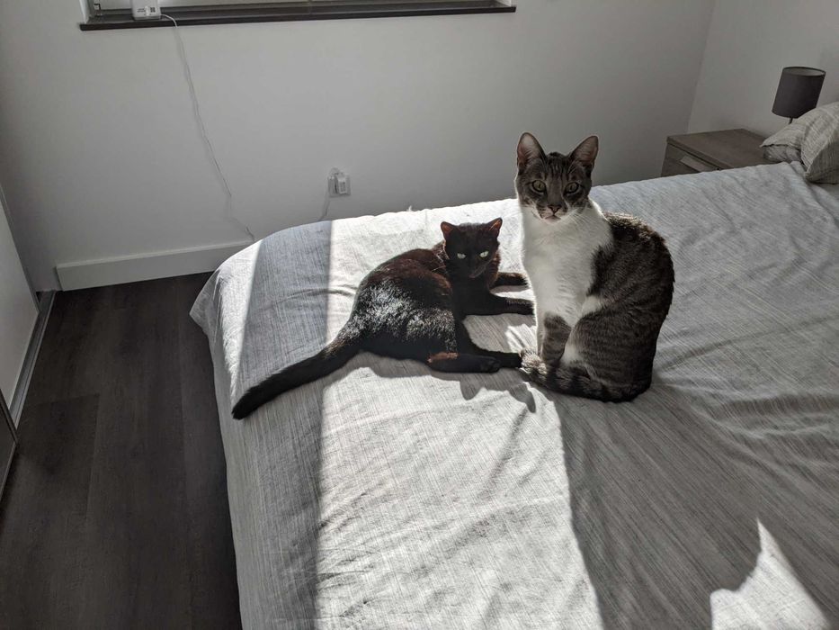 Inseparable 6-year-old pair looking for a loving home with a garden